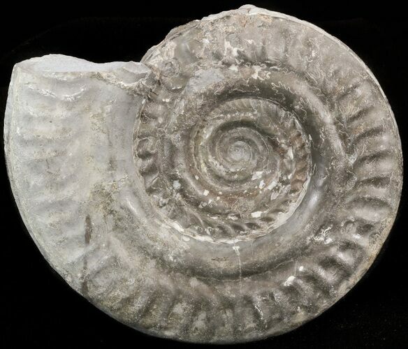 Hildoceras bifrons Ammonite - England #42670